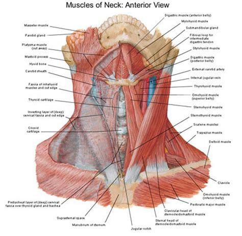 Neck Muscle Diagram Muscular System Anatomy And Physiology Nurseslabs Images And Photos Finder