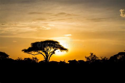 Acacia Tree In African Savannah At Sunset Light Silhouette Africa
