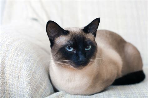 Best Siamese Cat Breed Guide History Health And Care