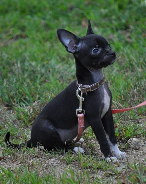 Deer Head Chihuahua Black Unsurprisingly Most Teacup Chihuahuas Are