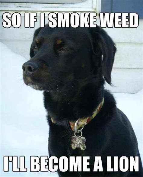 Pin By Detra Hearne On Absolute Random Ness Dog Logic Dog Memes