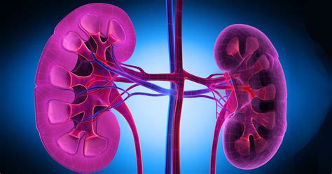 What Is Lupus Nephritis Treatment And Overview Hss