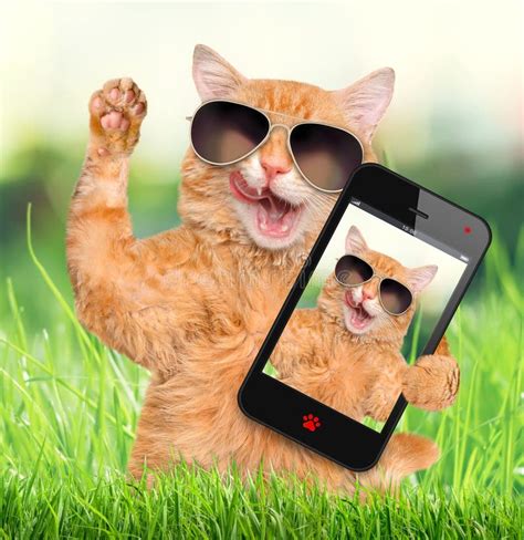 Cat Taking A Selfie With A Smartphone Stock Photo Image Of Model