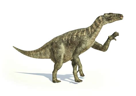 Iguanodon Dinosaur Photograph By Leonello Calvetti Pixels