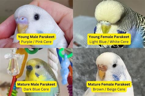 Determining The Sex Of A Parakeet Key Indicators And Cere Color