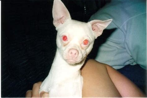 Albino Dogs √ How Common Albino Dogs Albino Vs White Dogs Blinderness