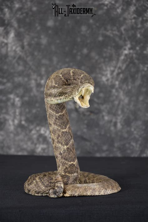 Diamondback Rattle Snake Taxidermy Mount For Sale Sku 2052 All