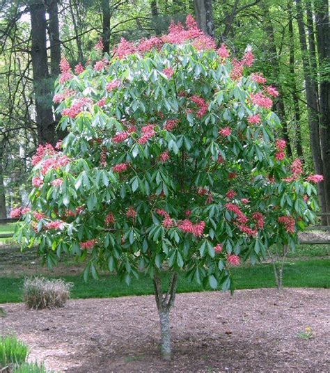 2 Dwarf Red Buckeye Trees 9 12 Tall Plants And Seedlings Home And Garden Home