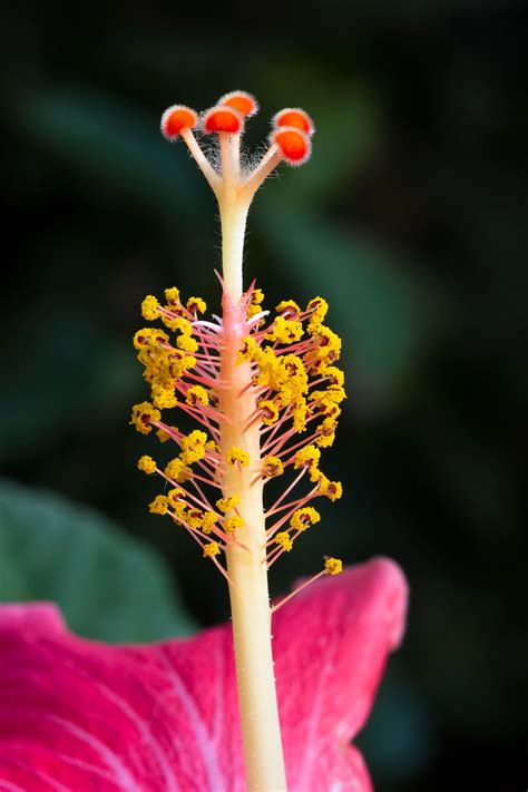 Hibiscus Flower Stigma Close Up By Kenneth Keifer Photo 8123881 500px