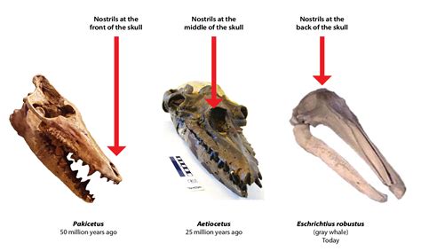 Fossil Record Evidence For Evolution