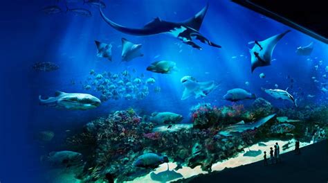 Sea Aquarium Aceventures Omt