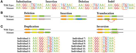 Common Genetic Variations Variations At The A Nucleotide Level And