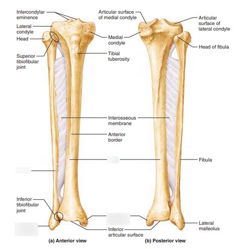 Right Leg Bone Anatomy