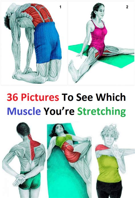 36 Pictures To See Which Muscle Youre Stretching Non Stop Tasty