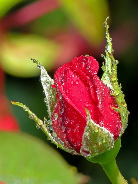 Adorable New Born Red Rose In Dew Drops Flowers And Gardens