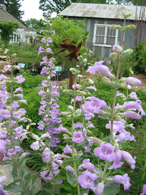 Penstemon Grandiflorus Large Beard Tongue Z 3 9 Short Lived Perennial