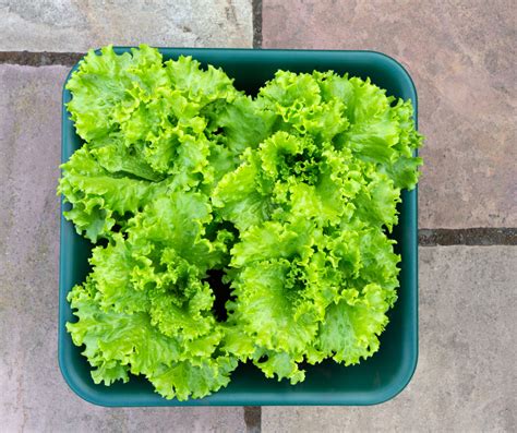 Salad Bowl Gardening Made Easy Intelligent Domestications