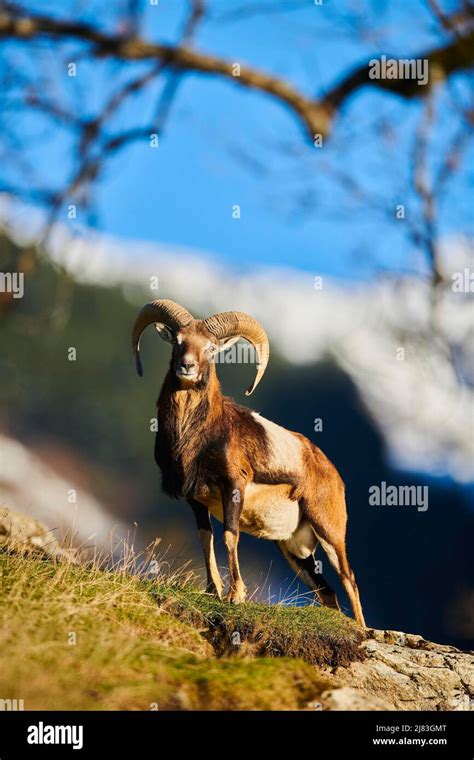 European Mouflon Ovis Aries Musimon Ram Male In The Alps Wildlife