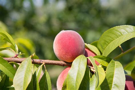 Disease And Unpredictable Weather Affect Florida Peaches Vsc News