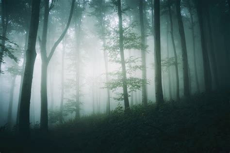 Dark Spooky Halloween Forest With Mist In Transylvania Stock Image