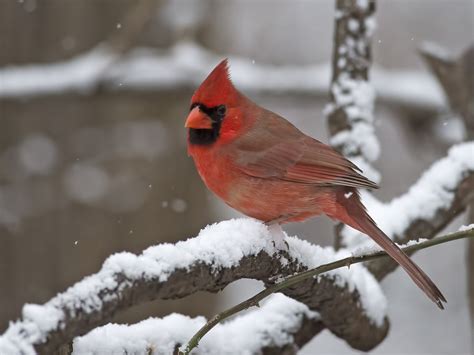 Cardinals In Snow Wallpaper 50 Images