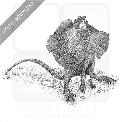 Stock Art Drawing Of A Frill Necked Lizard Inkart