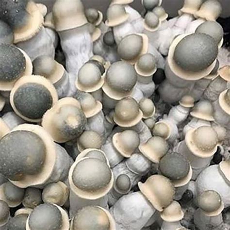 Albino Penis Envy Mushroom Spores Sacred Mushroom Spores