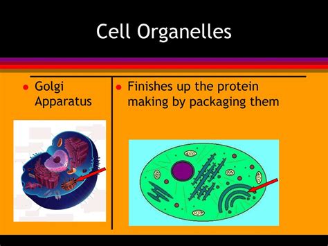 Ppt Animal Cells Powerpoint Presentation Free Download Id1105039