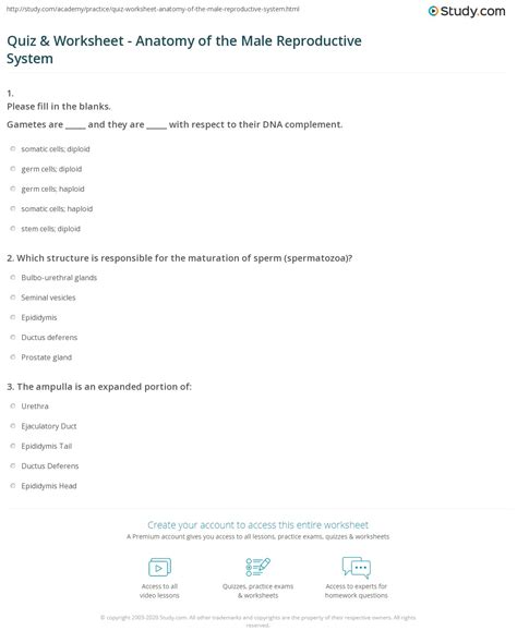30 Male Reproductive System Worksheet Answers Support Worksheet