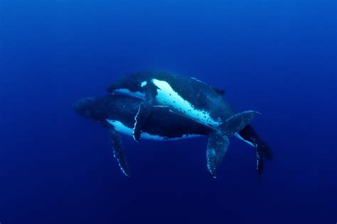 Humpback Whale Mating Jason Edwards