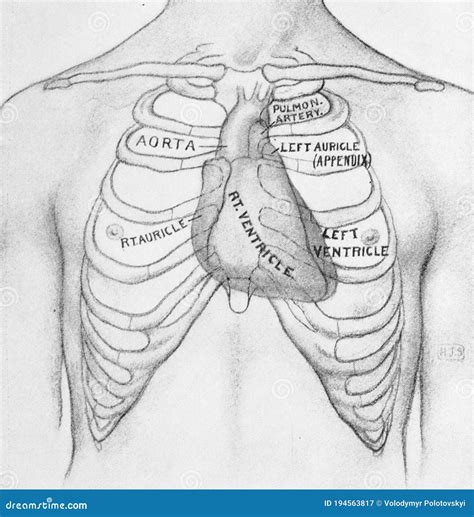 Rib Cage And Structure Of Heart In The Old Book Physical Diagnosis By