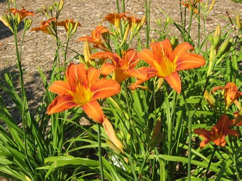Day Lilies Day Lilies Edible Wild Plants Fall Plants
