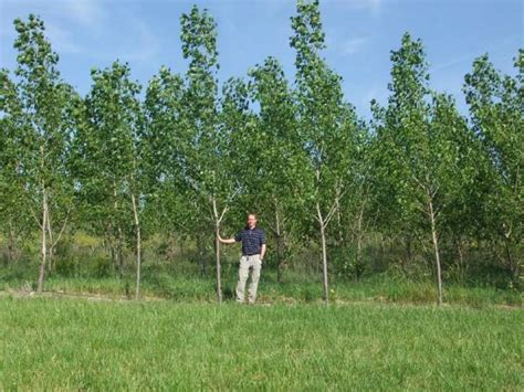 Hybrid Poplar Trees Clear Creek Environmental Solutions