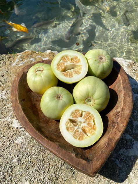 New Fruit Alert 🚨 Sakata Sweet Melon 🍈 Miami Fruit