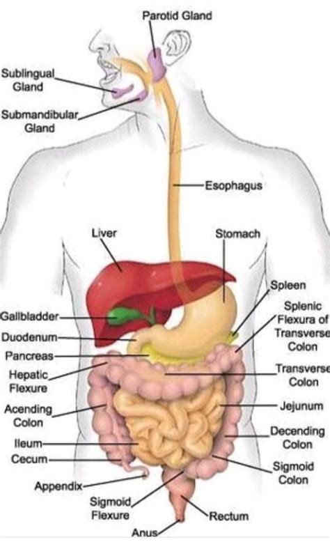 Labelled Diagram Of Human Digestive System - draw well labelled diagram of human digestive system divide in