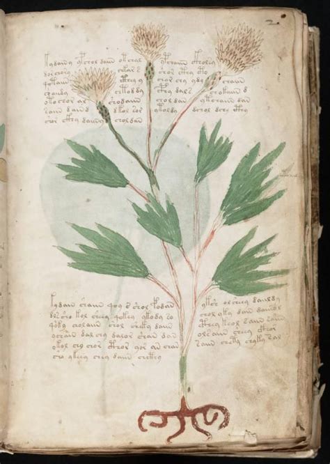 The Voynich Manuscript Full Color Pdf Voynich Manuscript