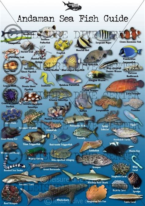 Phi Phi Fish Identification Fish Chart Sea Fish Marine Fish
