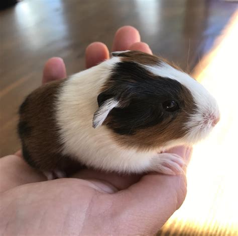 Today One Of My Guinea Pigs Gave Birth To Four Beautiful Babies This