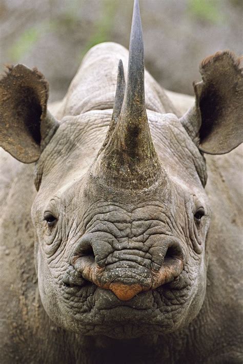 Black Rhinoceros Diceros Bicornis 18 Animals Who Really Need Our