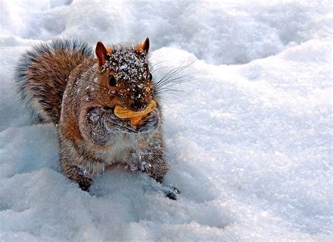 Winter Squirrels Snow Peanuts Squirrels Winter Hd Wallpaper Peakpx