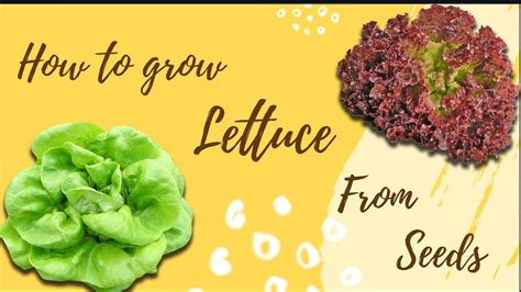 How To Grow Lettuce From Seeds Youtube