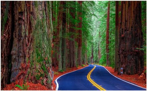 Download Redwood Forest 1080p Wallpaper