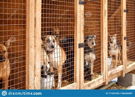 Kennel For Dogs Get The Homeless Animals Stock Photo Image Of Adopt