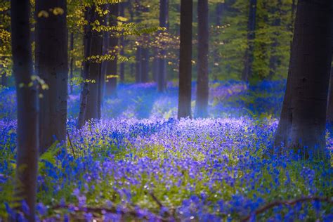 This Magical Forest In Belgium Is Covered In Blue Flowers In Spring