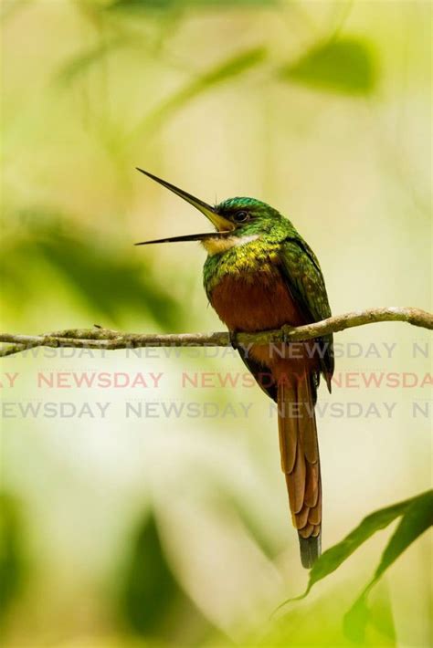 Tobagos 12 Birds Of Christmas Trinidad And Tobago Newsday
