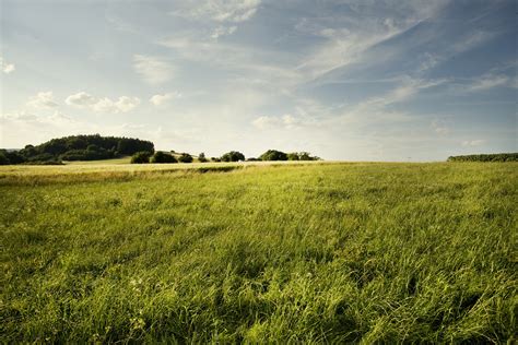 Kostenlose Foto Landschaft Baum Natur Gras Horizont Sumpf Wolke
