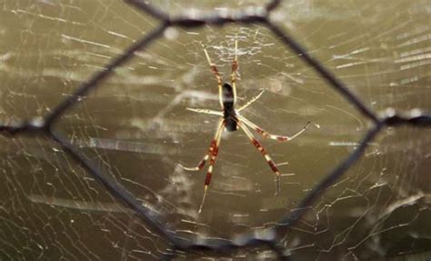 a terrifying spider invasion in australia 12 pics tathasta