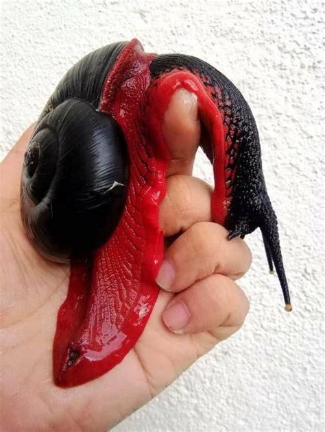 Sixpenceee — This Red And Black Snail This Snail Species Is Pet