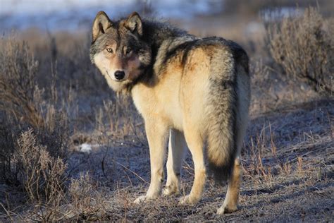 The wolf at the door refers to the personal information the mugger obtained when thom was accosted and beat up. Breaking news: The U.S. just delisted gray wolves so ...