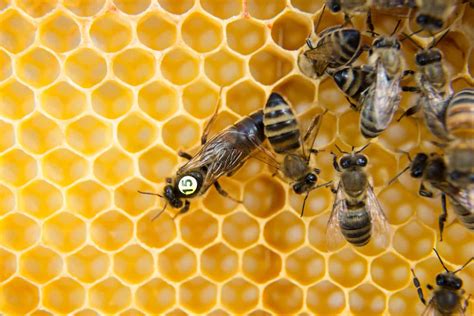 Why Your Queen Bee Is Not Laying Eggs And What To Do Grampa S Honey